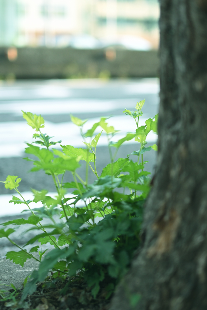 朝日に照らされて