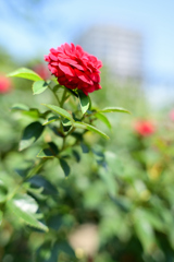 赤い薔薇
