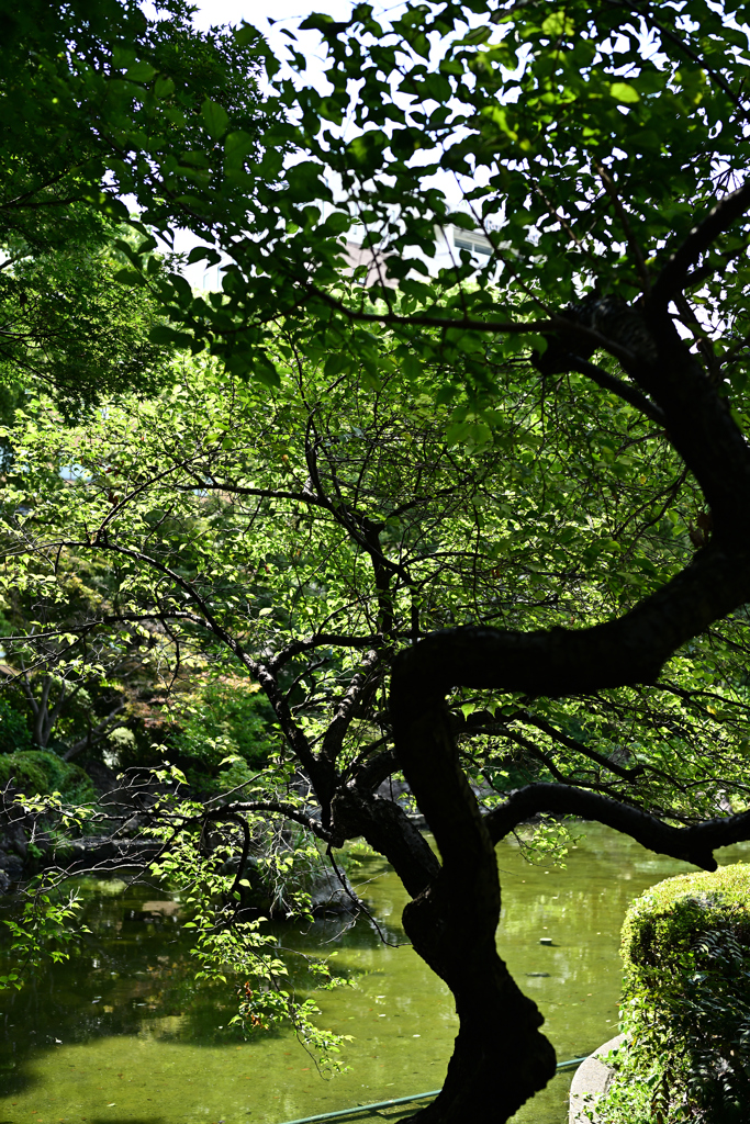 横浜公園_13