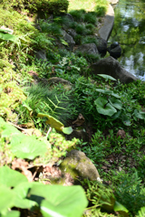横浜公園_10