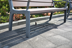 みなとみらい散策_20240814_02