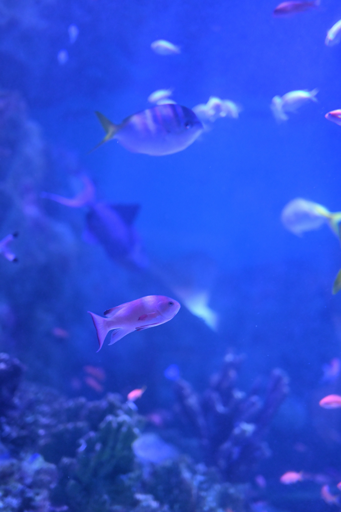 たくさんのお魚