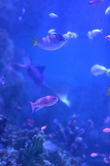 たくさんのお魚