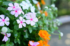 ピンク色の花