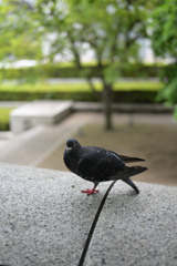 みなとみらい散策_20240808_51