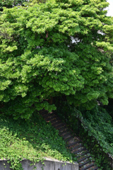 森の中へ続く階段