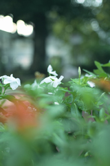 朝の公園
