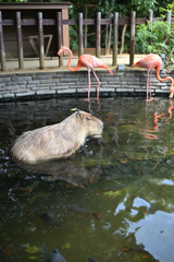 半身浴しますかね