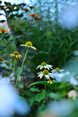 花々しく