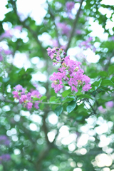 サルスベリの華