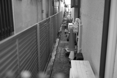 路地裏の猫