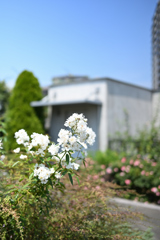 白い薔薇