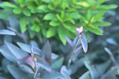 小さな花
