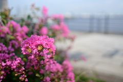 赤い華