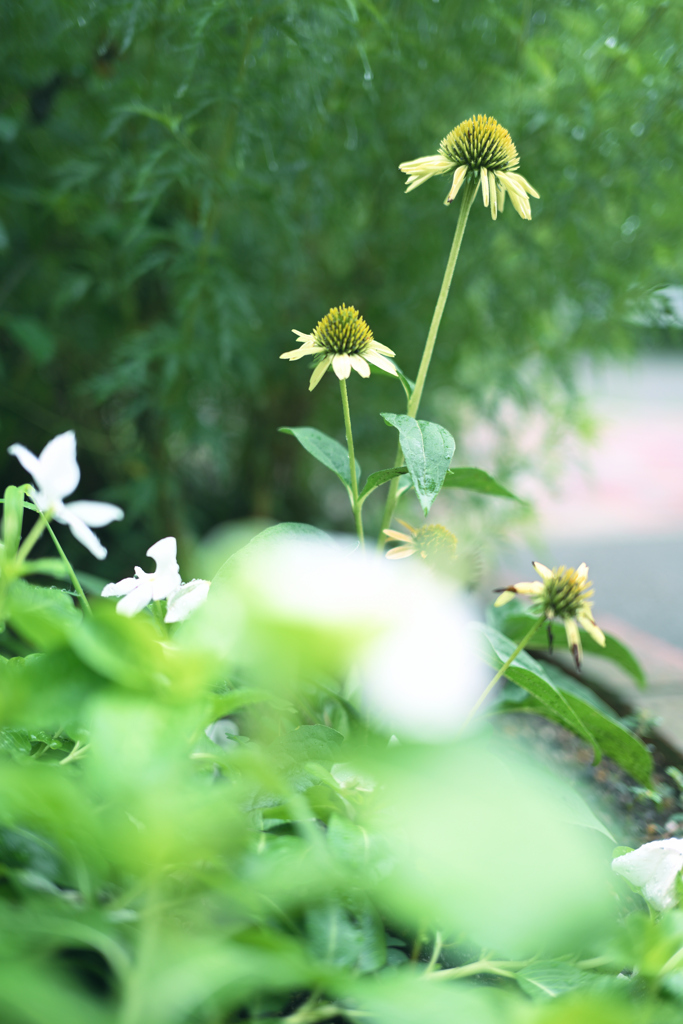 朝日