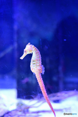 タツノオトシゴ