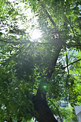街角スナップ_20240904_18