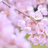 今年も春がきた