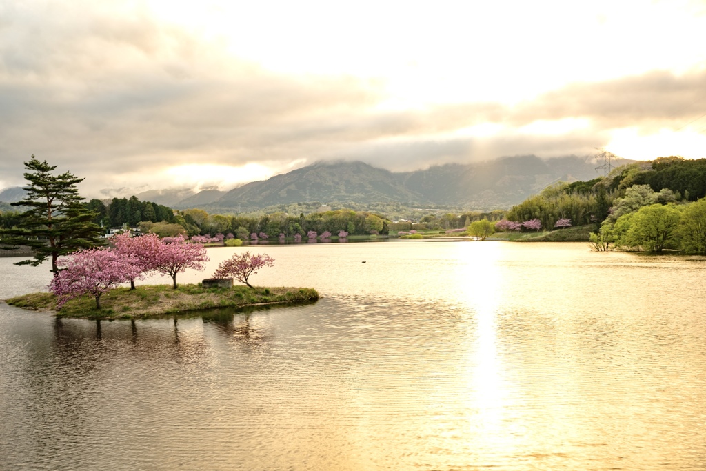 八重桜