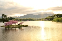 八重桜
