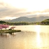 八重桜