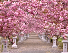 八重桜満開‼︎