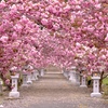 八重桜満開‼︎