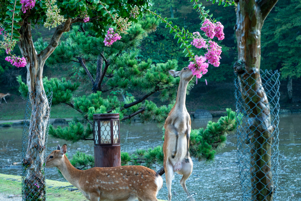 鹿さんジャンプ