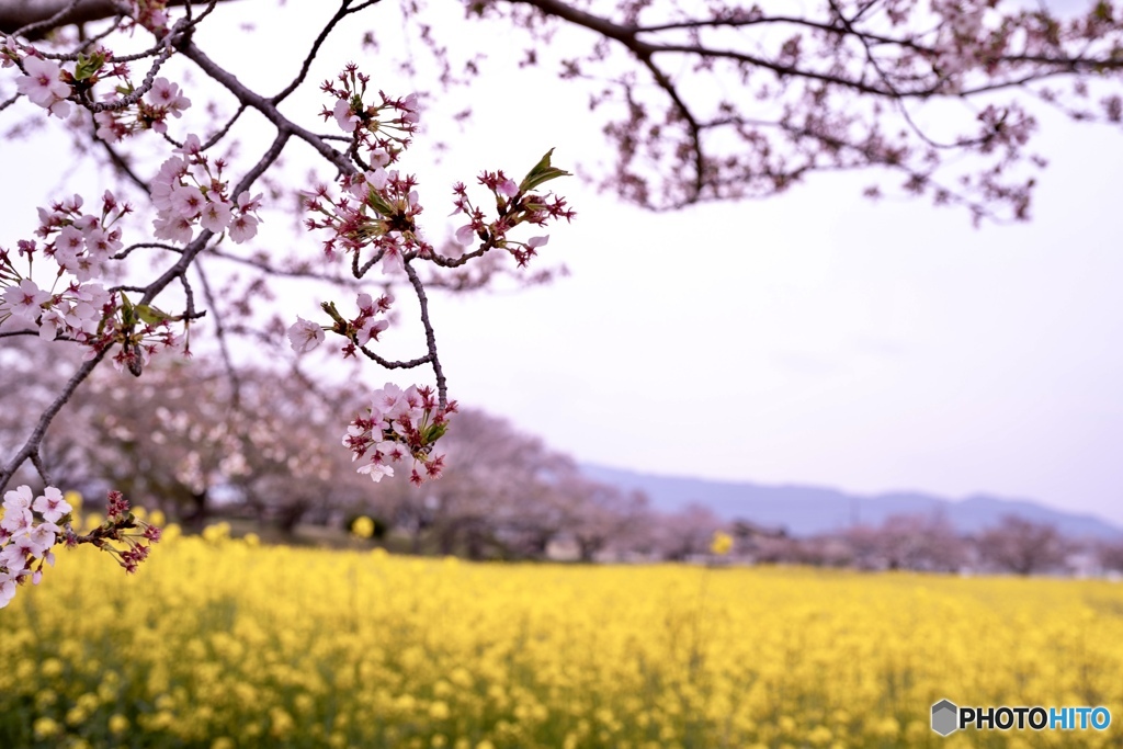 春の終わり