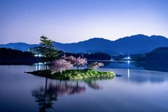 夜桜
