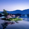 夜桜
