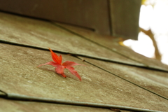 紅葉