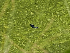 Insect 1