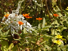 P1050061