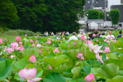 蓮の花