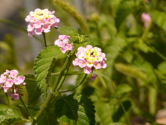 P1050066