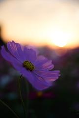 コスモスと夕陽