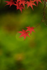 紅い手のひら