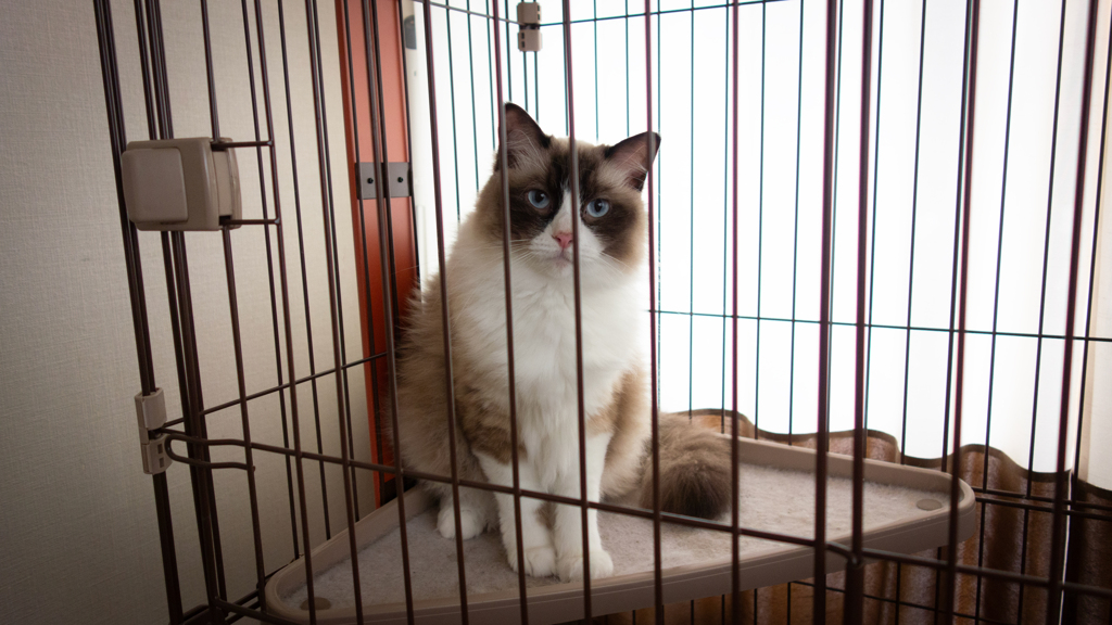 猫-2 2024