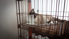猫-1 2024