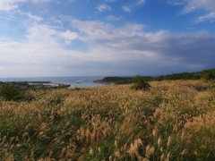 すすきと海