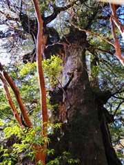 大王杉