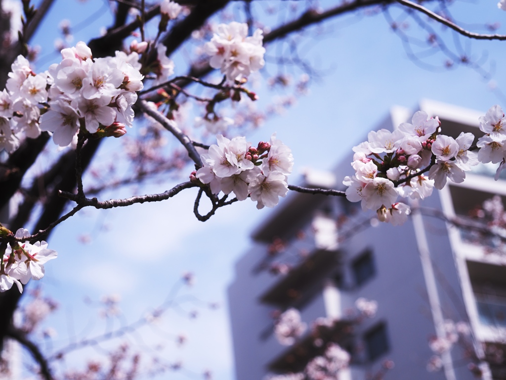 団地と桜