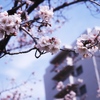 団地と桜