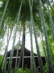 竹林