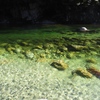 きれいな水が流れる川