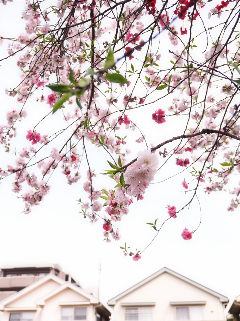 桜？