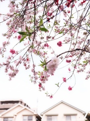 桜？
