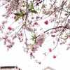 桜？