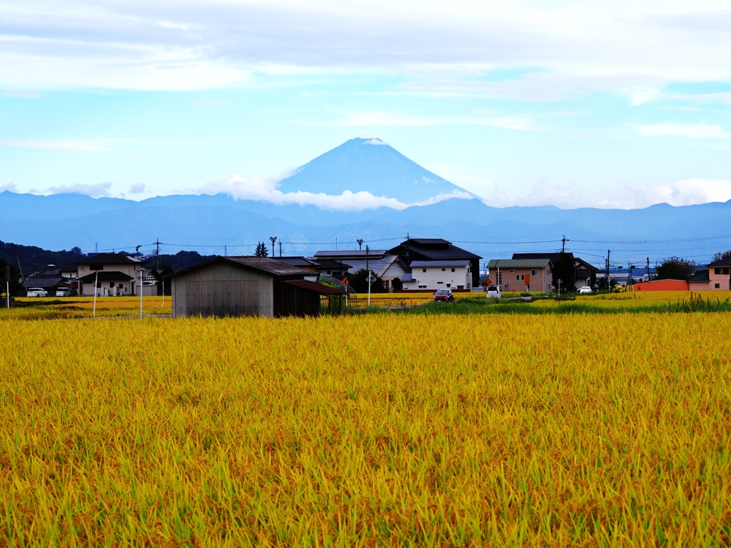 下山後、田んぼから見えた富士山。思わず車を止めて撮りました
